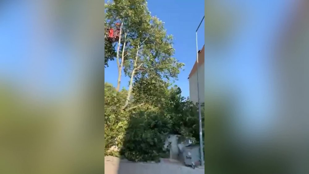 CAMİ BAHÇESİNDE BAŞLATILAN AĞAÇ KESİMİNİ VATANDAŞLAR DURDURDU