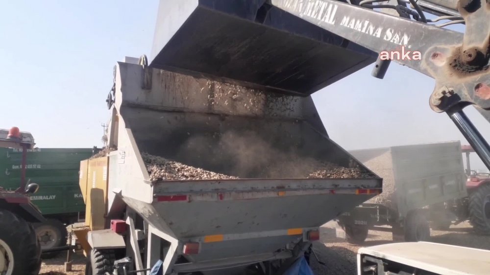 OSMANİYE'DE YER FISTIĞI ÜRETİCİSİ HEMŞEHRİLERİ BAHÇELİ'DEN YARDIM  İSTEDİ