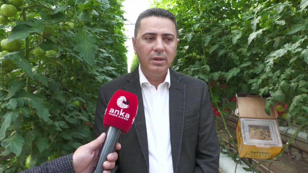 İZMİR'DE 10 BİN DÖNÜM ARAZİDE ORGANİK SEBZE ÜRETİMİ: İNGİLTERE, HOLLANDA, ALMANYA, RUSYA GİBİ BİRÇOK ÜLKEYE İHRAÇ EDİLİYOR