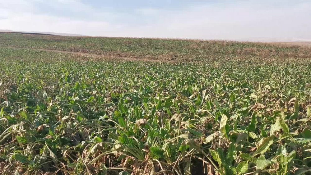 ŞEKERE GELEN ZAM, TÜKETİCİYİ MAĞDUR ETTİ.